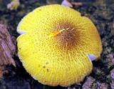 Pluteus mammillatus image