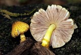 Pluteus mammillatus image