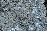 Ochrolechia trochophora image