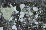 Ochrolechia trochophora image