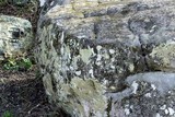 Ochrolechia trochophora image