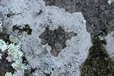 Pertusaria plittiana image