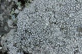 Pertusaria plittiana image