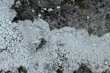 Pertusaria plittiana image