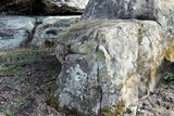 Pertusaria plittiana image