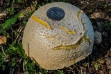 Amanita persicina image