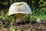 Amanita persicina image