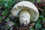 Amanita persicina image