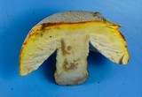 Amanita persicina image