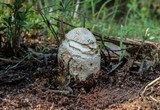 Amanita persicina image