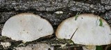 Trametes gibbosa image