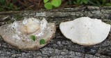 Trametes gibbosa image