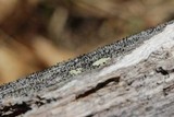 Calicium abietinum image