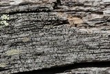 Calicium abietinum image