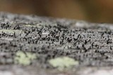 Calicium abietinum image