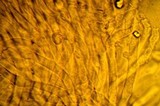 Ryvardenia campyla image