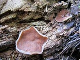 Discina ancilis image