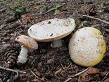 Amanita aprica image