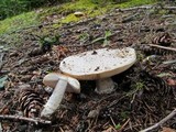 Amanita aprica image