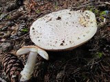Amanita aprica image