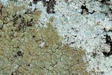 Lepraria vouauxii image