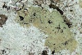 Lepraria vouauxii image