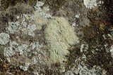 Lepraria vouauxii image