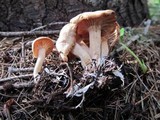 Clitocybe albirhiza image