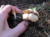 Clitocybe albirhiza image