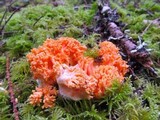 Ramaria stuntzii image