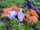 Ramaria stuntzii image