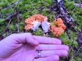 Ramaria stuntzii image