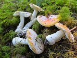 Amanita aprica image