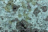 Lepraria vouauxii image