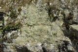 Lepraria vouauxii image