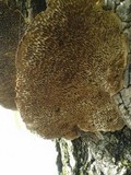 Daedaleopsis confragosa image