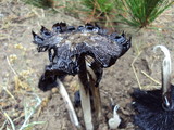 Coprinus calyptratus image