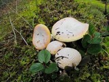 Amanita aprica image
