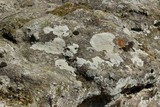 Diploschistes scruposus image