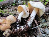 Clitocybe albirhiza image