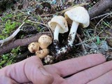 Clitocybe albirhiza image