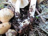 Clitocybe albirhiza image