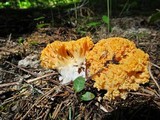 Ramaria rasilispora image