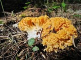 Ramaria rasilispora image