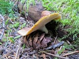 Royoporus badius image