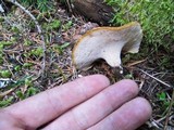 Royoporus badius image