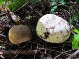 Lycoperdon subcretaceum image