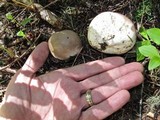 Lycoperdon subcretaceum image