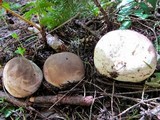 Lycoperdon subcretaceum image
