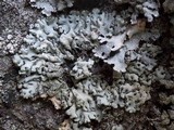 Hypogymnia farinacea image